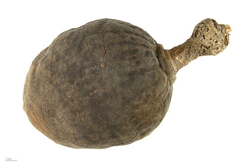 Baobab: Adansonia za , Adansonia za, fruits