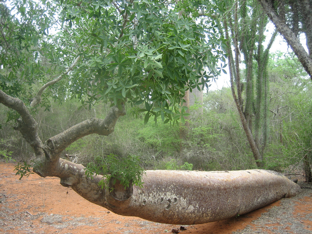 Baobab: Shot in Mangily, Madagascar