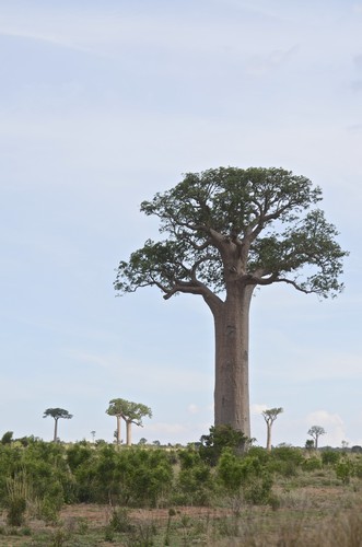 Baobab (Adansonia za)