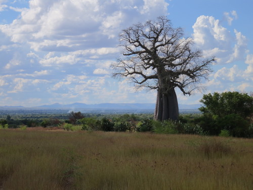 Baobab (Adansonia za)