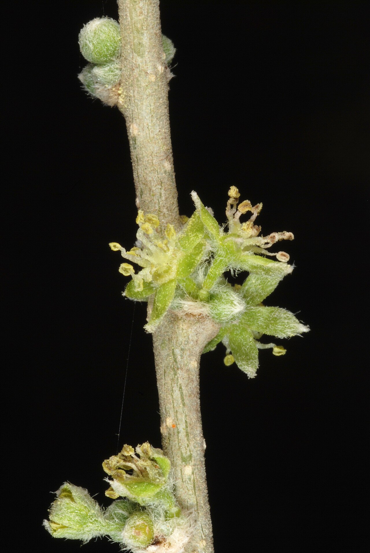 Vasey's wild lime: Male flowers.
