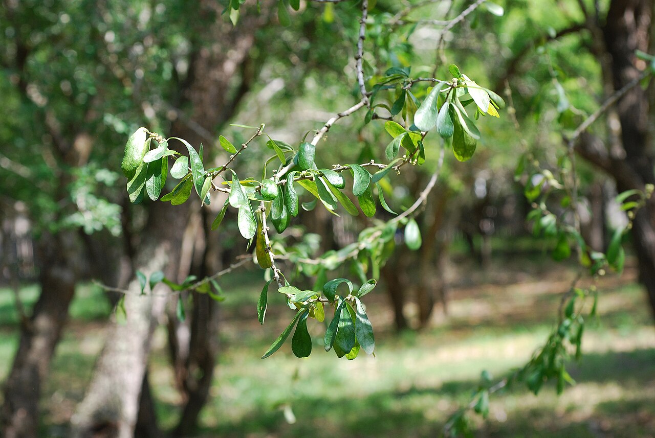 Vasey's wild lime: Adelia vaseyi
