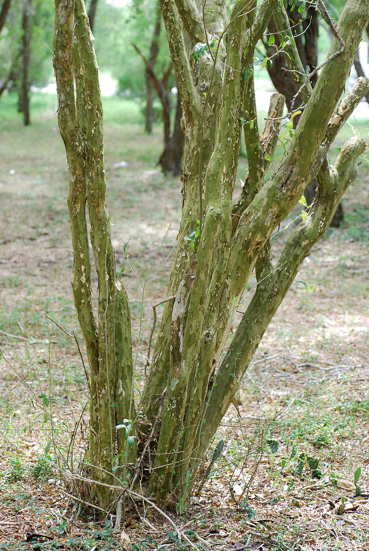 Vasey's wild lime: Adelia vaseyi