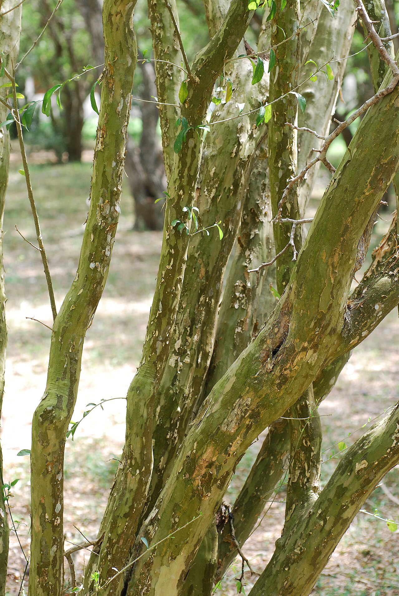 Vasey's wild lime: Adelia vaseyi