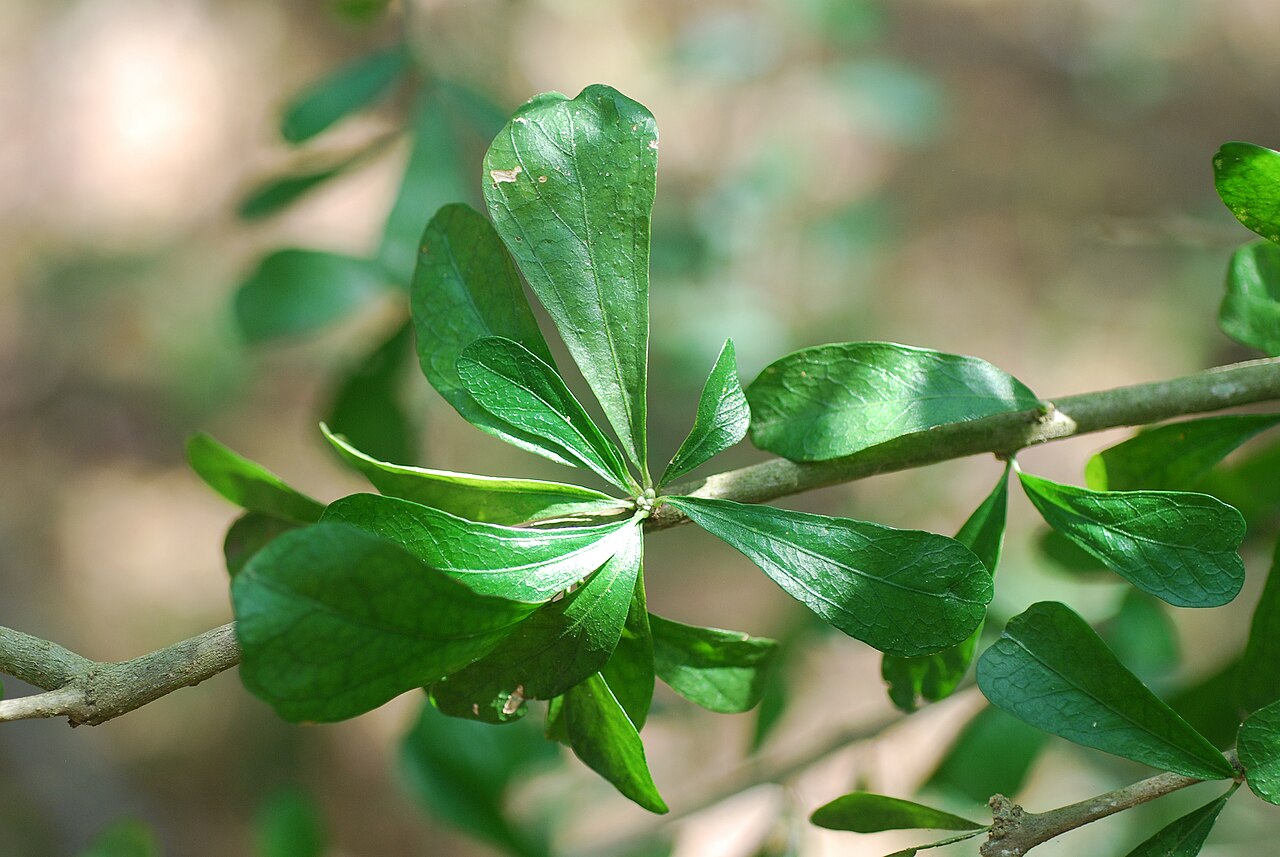 Vasey's wild lime: Adelia vaseyi