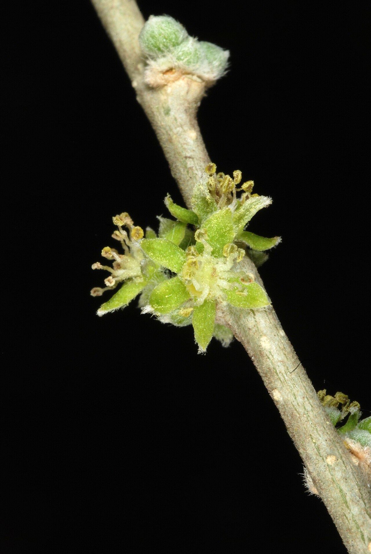 Vasey's wild lime: Male flowers.