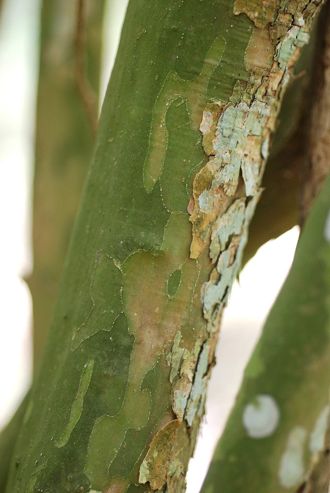 Vasey's wild lime: Adelia vaseyi