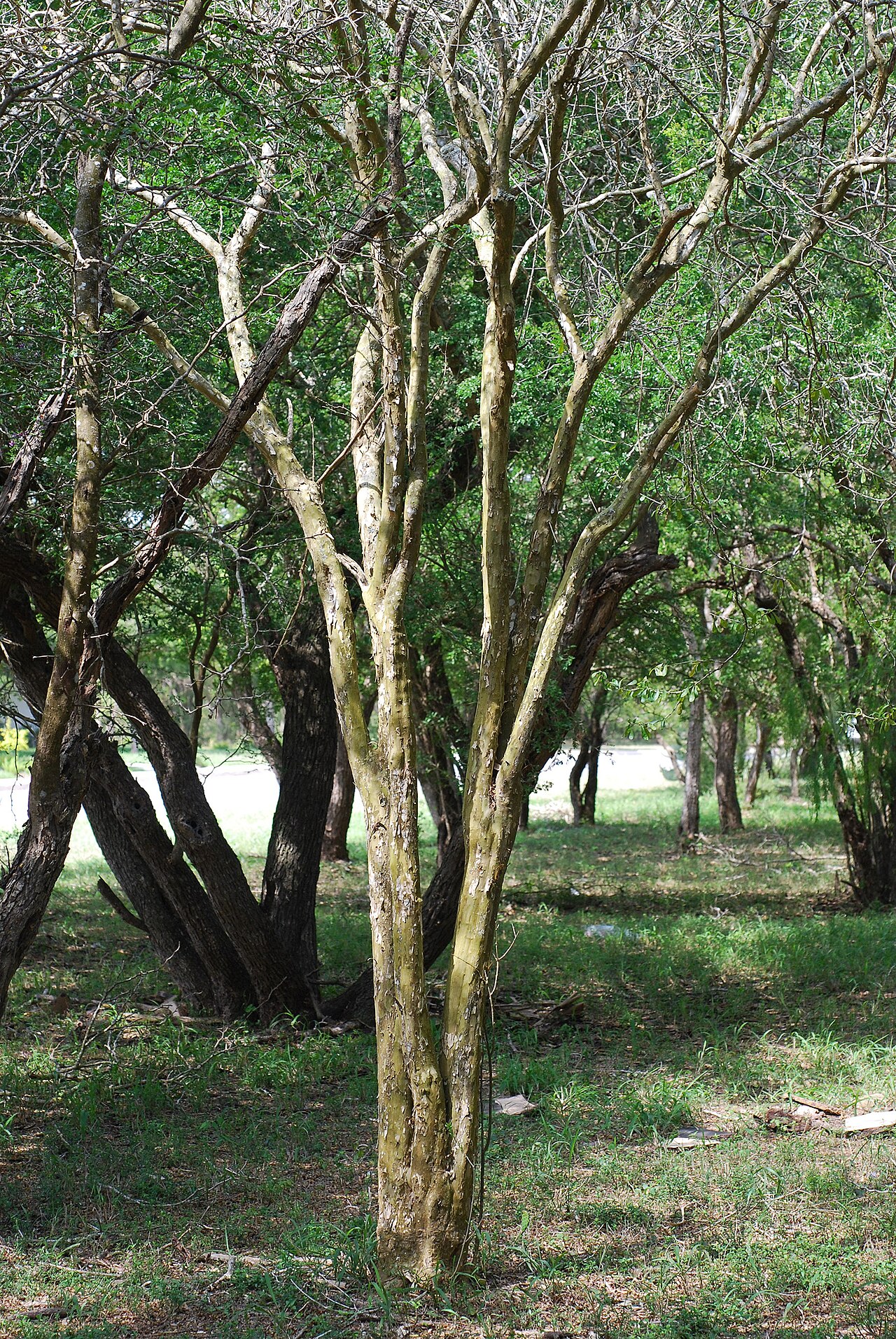 Vasey's wild lime: Adelia vaseyi