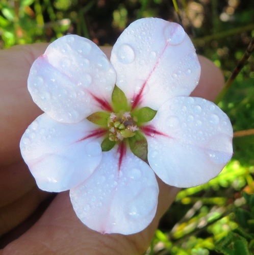 Adenandra acuta (Adenandra acuta)