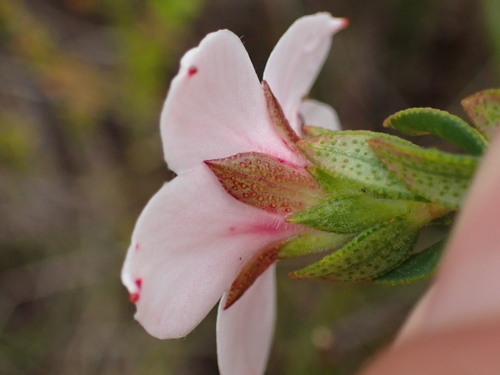 Adenandra acuta (Adenandra acuta)