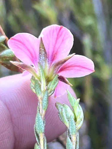 Adenandra acuta (Adenandra acuta)
