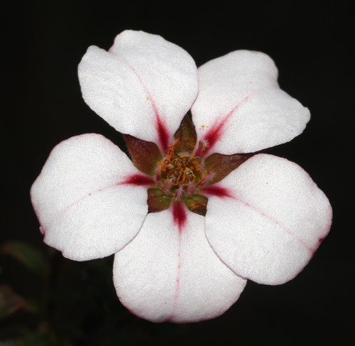 Adenandra acuta (Adenandra acuta)