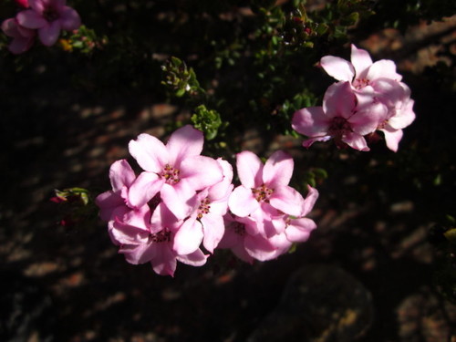 Adenandra dahlgrenii (Adenandra dahlgrenii)