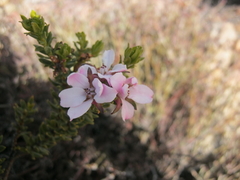 Adenandra dahlgrenii (Adenandra dahlgrenii)