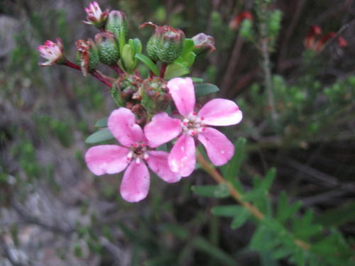 Smelly chinaflower (Adenandra fragrans)