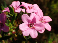 Smelly chinaflower (Adenandra fragrans)