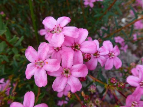 Smelly chinaflower (Adenandra fragrans)