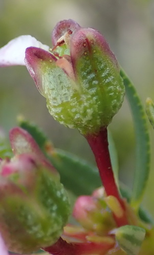 Smelly chinaflower (Adenandra fragrans)