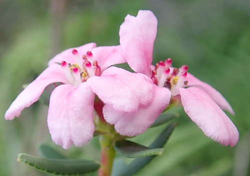 Smelly chinaflower (Adenandra fragrans)