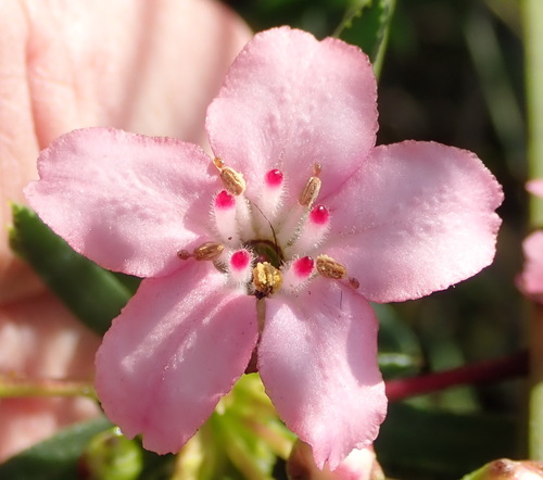 Smelly chinaflower (Adenandra fragrans)