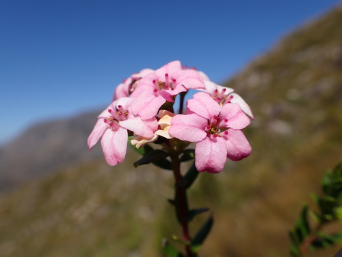 Smelly chinaflower (Adenandra fragrans)