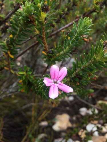 Adenandra gummifera (Adenandra gummifera)