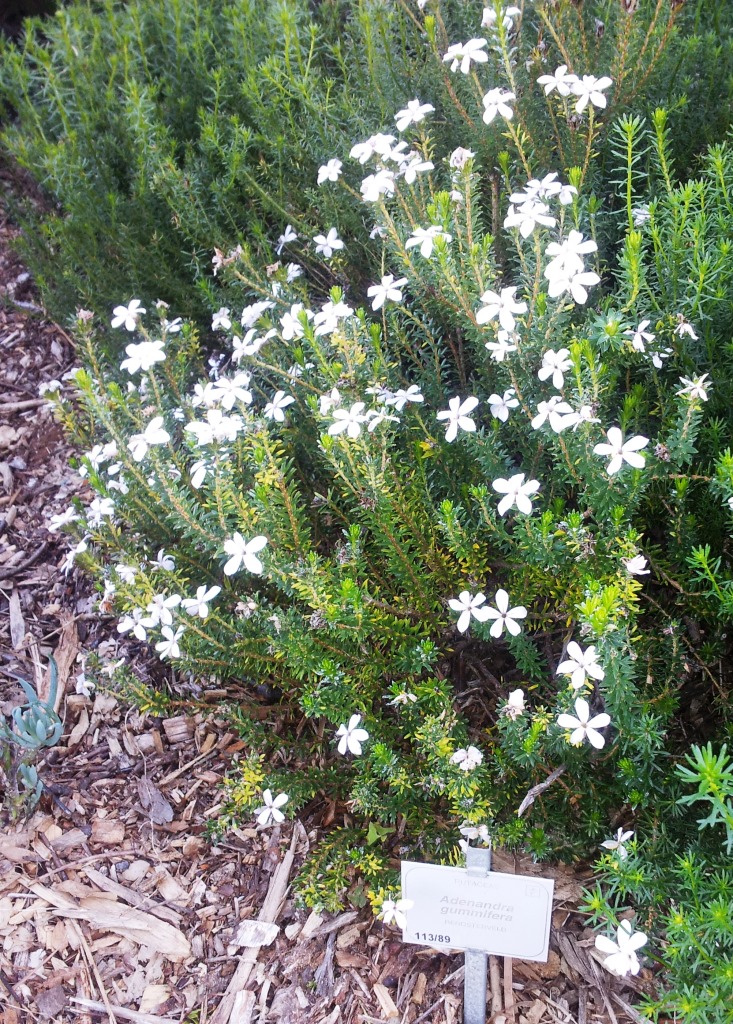 Adenandra gummifera: Adenandra gummifera - renosterveld - SA