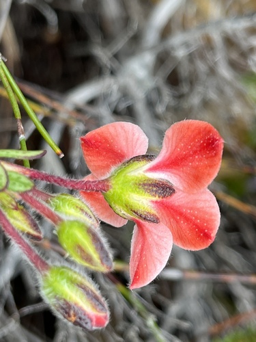 Adenandra lasiantha (Adenandra lasiantha)