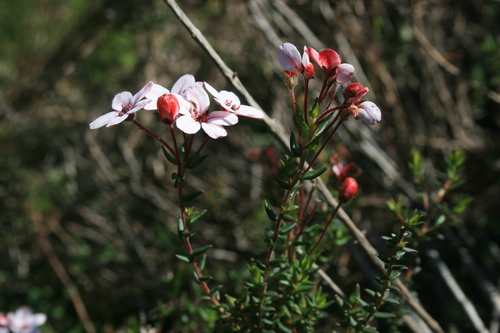 Loose chinaflower (Adenandra marginata)