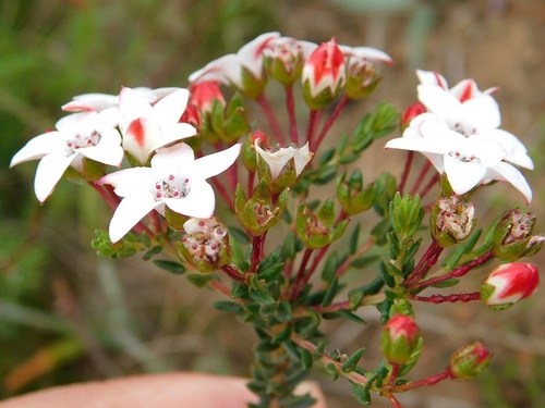 Loose chinaflower (Adenandra marginata)
