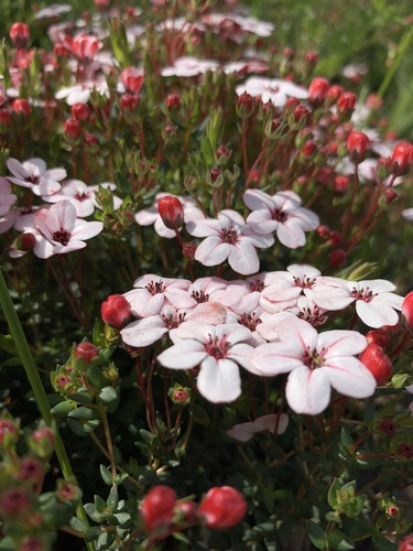 Loose chinaflower (Adenandra marginata)