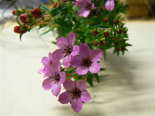 Loose chinaflower (Adenandra marginata)
