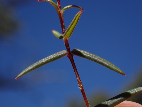 Loose chinaflower (Adenandra marginata)