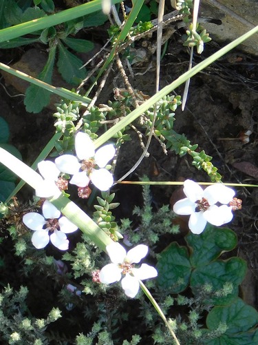 Loose chinaflower (Adenandra marginata)