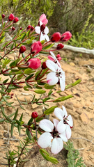 Loose chinaflower (Adenandra marginata)