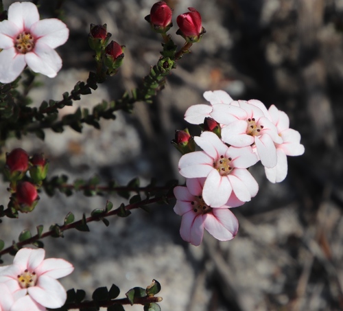 Adenandra mundiifolia (Adenandra mundiifolia)