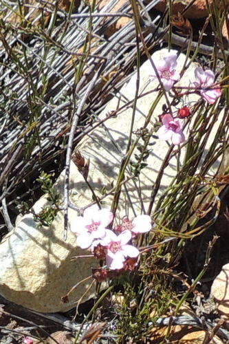 Adenandra mundiifolia (Adenandra mundiifolia)