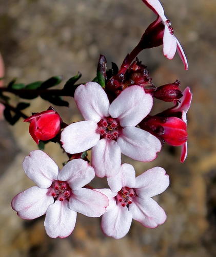 Adenandra mundiifolia (Adenandra mundiifolia)