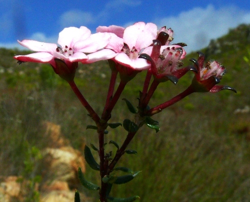 Adenandra mundiifolia (Adenandra mundiifolia)