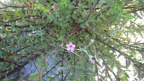 Adenandra mundiifolia (Adenandra mundiifolia)