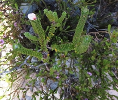 Adenandra obtusata (Adenandra obtusata)
