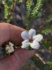 Adenandra obtusata (Adenandra obtusata)
