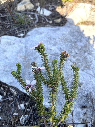 Adenandra obtusata (Adenandra obtusata)