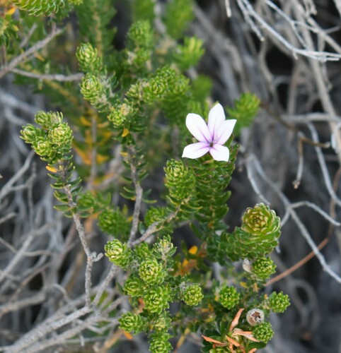 Adenandra obtusata (Adenandra obtusata)