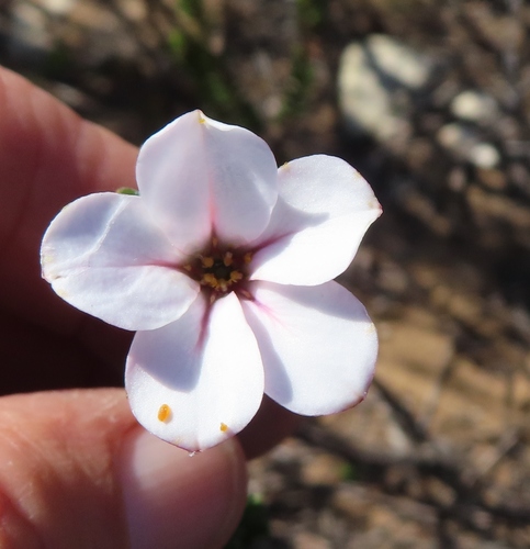 Adenandra obtusata (Adenandra obtusata)
