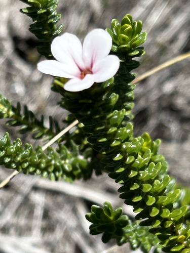 Adenandra obtusata (Adenandra obtusata)