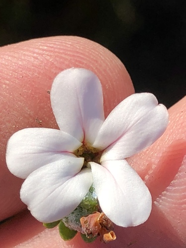 Adenandra obtusata (Adenandra obtusata)