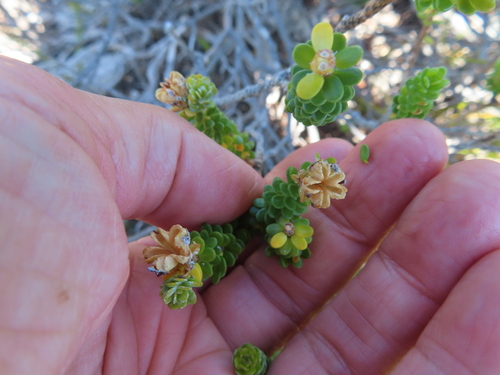 Adenandra obtusata (Adenandra obtusata)