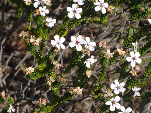 Adenandra obtusata (Adenandra obtusata)