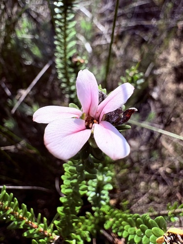 Adenandra obtusata (Adenandra obtusata)